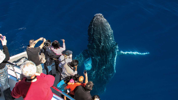 Avistamiento de ballenas en Gold Coast - excursión de medio día [barco de lujo de gran tamaño + múltiples franjas horarias disponibles + embarque independiente]