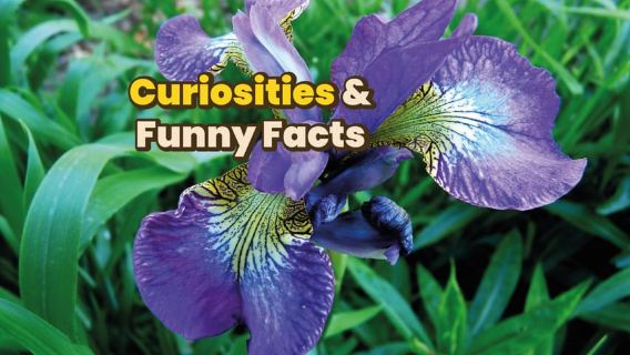 Parme : Guide numérique réalisé avec un local pour votre visite