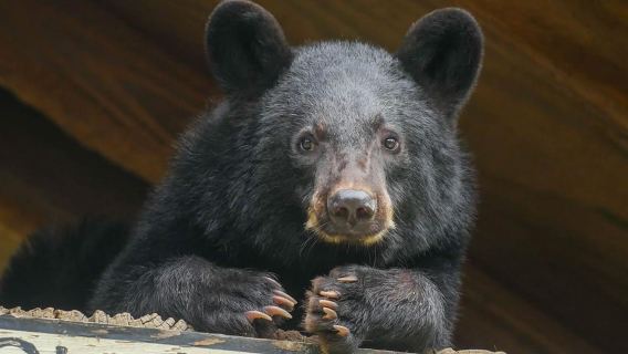 New Orleans: Audubon Zoo oder Kombiticket