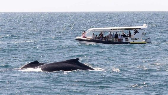 Mooloolaba: Avventura di 2 ore per osservare le balene