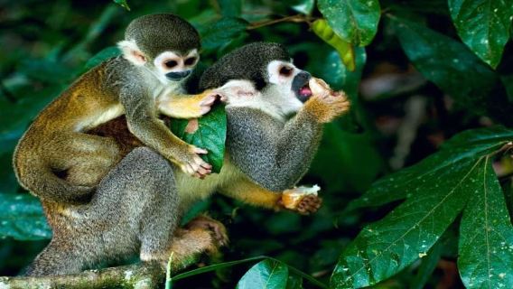 Iquitos에서 - Pacaya Samiria Reserve 여행
