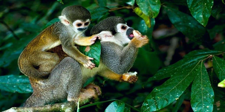 From Iquitos - Pacaya Samiria Reserve Excursion