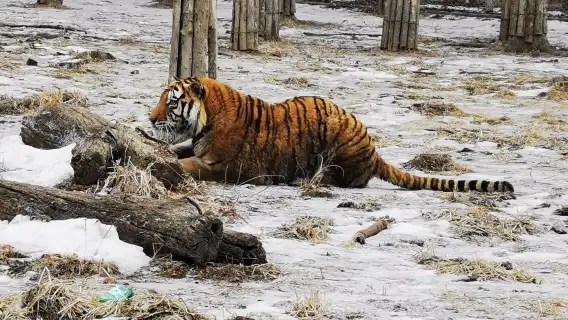 吉林省自然博物館+吉林省東北虎園+百花園一日遊