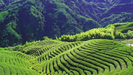 享受太極美地竹山自然美之旅