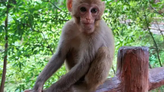 장가계 국가삼림공원: 2일 프라이빗 투어, 가이드, 백룡 엘리베이터 + 천자산 케이블카