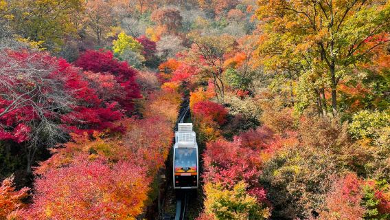 Korea Limited Hydrangea| Summer scent and Tamlin one-day tour |Depart from Seoul
