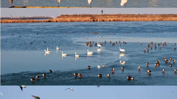 衡水野生動物園+衡水湖觀鳥節一日遊