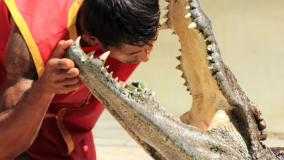 Phuket Crocodile Farm / Show Ticket