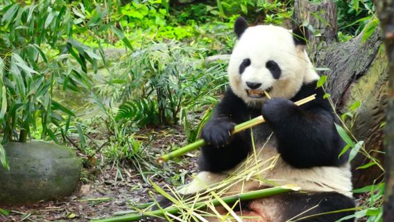 Vallée des Pandas - Service de guide privé [Moments privilégiés multilingues, exploration approfondie des mystères des pandas]