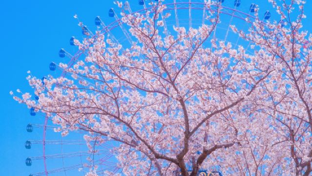 วิวกลางคืนโยโกฮามะ + ประสบการณ์รถไฟคามาคุระ + เอโนชิมะ + ทัวร์ 1 วันศาลเจ้าสึรุงะโอะกะ ฮะจิมัง