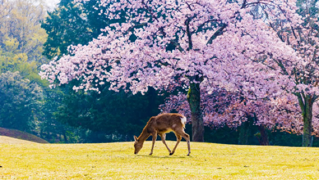 Cherry Blossom Season 9-Person Small Group | Osaka Kyoto Nara 1-Day Tour | Sakura Viewing at Saho River + Optional Hotel Pickup