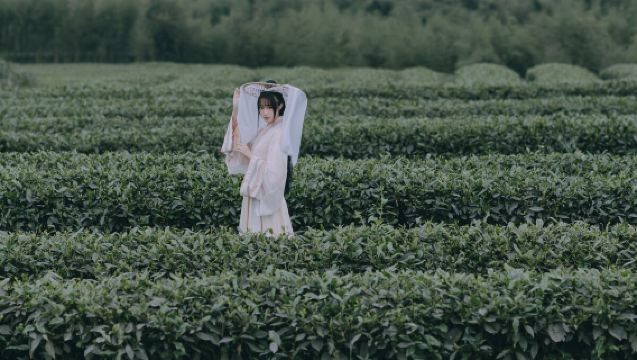 莫干山風景名勝區|千畝山茶場徒步+採茶炒茶體驗+品莫干黃芽半日遊