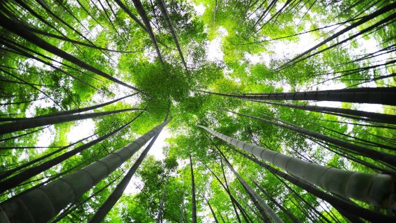 Zigong andata e ritorno: tour di un giorno a Yibin Bamboo Sea con guida multilingue cinese/inglese | noleggio con conducente esclusivo | itinerario personalizzato