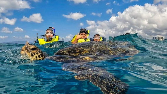 2-hour diving and snorkeling experience at Turtle Canyon in Honolulu, USA [Waikiki turtle canyon snorkeling tour]