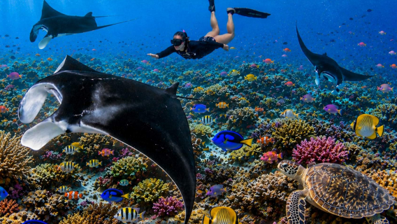 Esperienza di snorkeling a Manta Bay a Nusa Penida