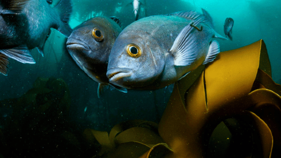 Private Guided Snorkeling Experience-The African Sea Forest