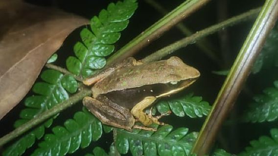 Monteverde Night Experience