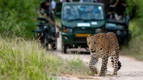 Samana päivänä Jhalanan leopardi-safari Jaipurista – Yksityinen luontoretki