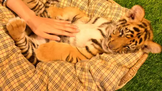 清邁納財大象營一日遊【騎大象/大象洗澡+粘粘瀑布含午餐】