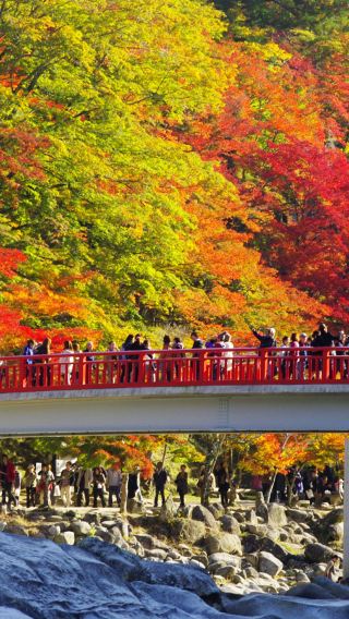 Autumn leaves season maple viewing | Korankei gorge + Inuyama Castle 1-day tour light luxury small group