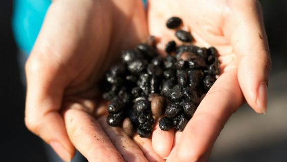 Singapore: Kopi & Loti (Coffee & Bread) Factory Tour