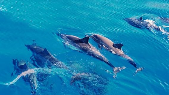 The Big Island (Hawaii island)Experiences