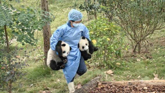 Chengdu Panda Research Base Half Day Private Tour Including Park's Sightseeing Bus