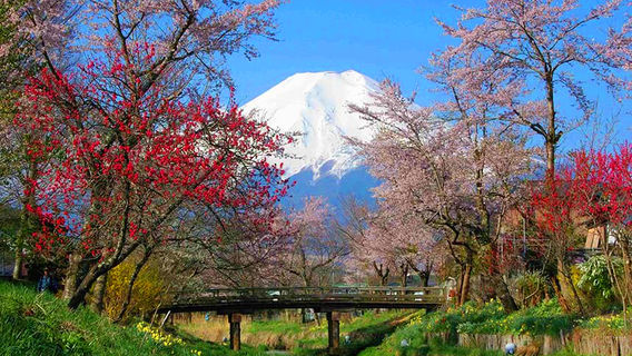 Tokio