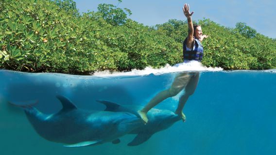 Delphinus Xcaret: Entry Ticket + Transfers + Swim with Dolphins