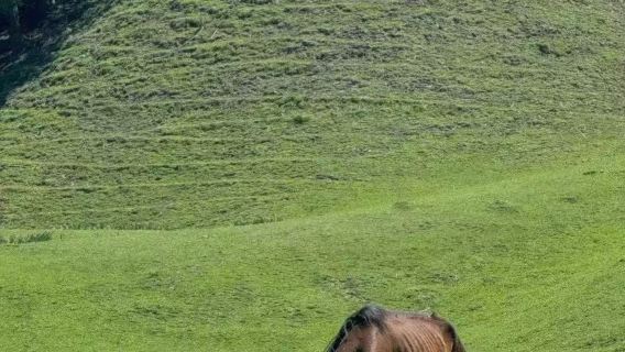 【1日遊小團】那拉提空中草原+市區內接送