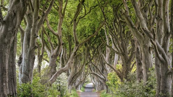Dublin: Giants Causeway, Dark Hedges, Dunluce & Jelajah Belfast
