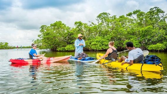 Marco Island: Kajak-Mangroven-Ökotour im Rookery Bay Reserve