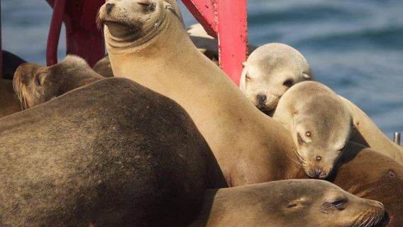 Long Beach: crociera turistica nel porto