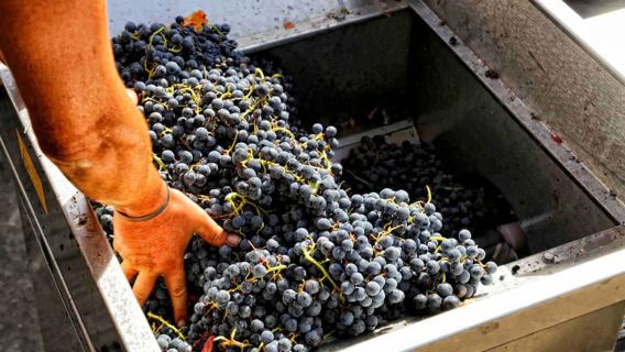 Desde Sorrento: Visita a una bodega, degustación y almuerzo