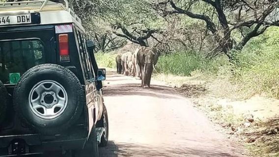 Arusha: Lake Manyara National Park Full-Day Safari