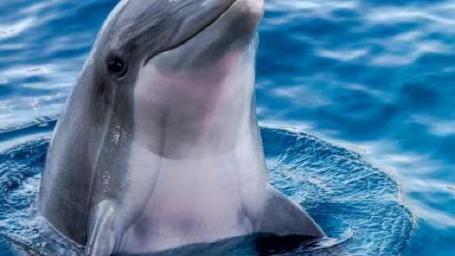 Путешествие в синих, зеленых и золотых тонах: однодневный тур в Хуалянь с наблюдением за китами и дельфинами, посещением озера Юньшаньшуй и рыбной фермы Личуань.