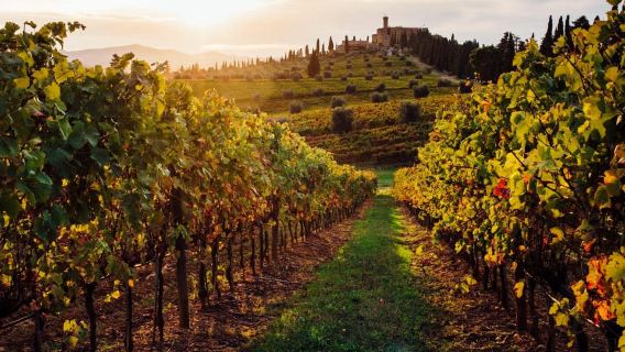 Gita di un giorno per piccoli gruppi in Toscana e Assisi da Roma con vino