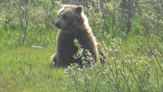 จากแองเคอเรจ: ศูนย์สัตว์ป่าอลาสก้าและทัวร์ Turnagain Arm