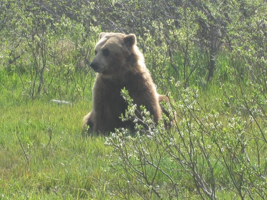 From Anchorage: Alaska Wildlife Center & Turnagain Arm Tour