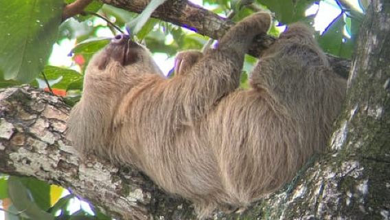 Lawatan Kembara Alam Semulajadi Cahuita