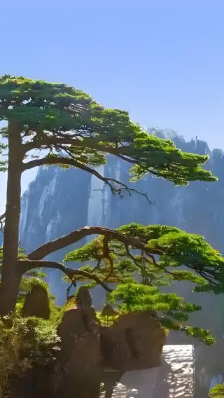 Huangshan Scenic Area Day Tour: Spectacular Sea of Clouds, Unique Pines & Giant Rocks (English-Speaking Group)