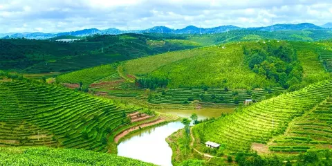 西雙版納大渡崗萬畝茶園一日遊【採茶體驗+火塘烤茶+普洱茶餐】