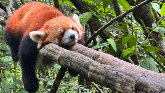 普洱太陽河森林公園+那柯里茶馬驛站一日遊【市區酒店上門接送】
