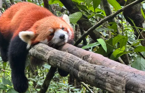 普洱太陽河森林公園+那柯里一日遊【市區上門接送+來回觀光車】