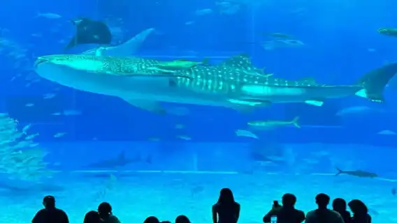 日本沖繩北部萬座毛海洋博公園美國村中文拼團一日遊