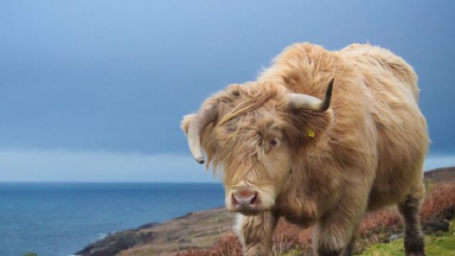lawatan sehari sewaan peribadi dari Edinburgh, UK ke Glenfinnan Viaduct + Glencoe + Loch Lomond