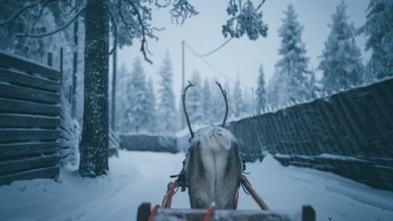 Excursion d'une journée à la ferme de rennes de Rovaniemi en Finlande avec expérience de traîneau à rennes et guide touristique anglophone
