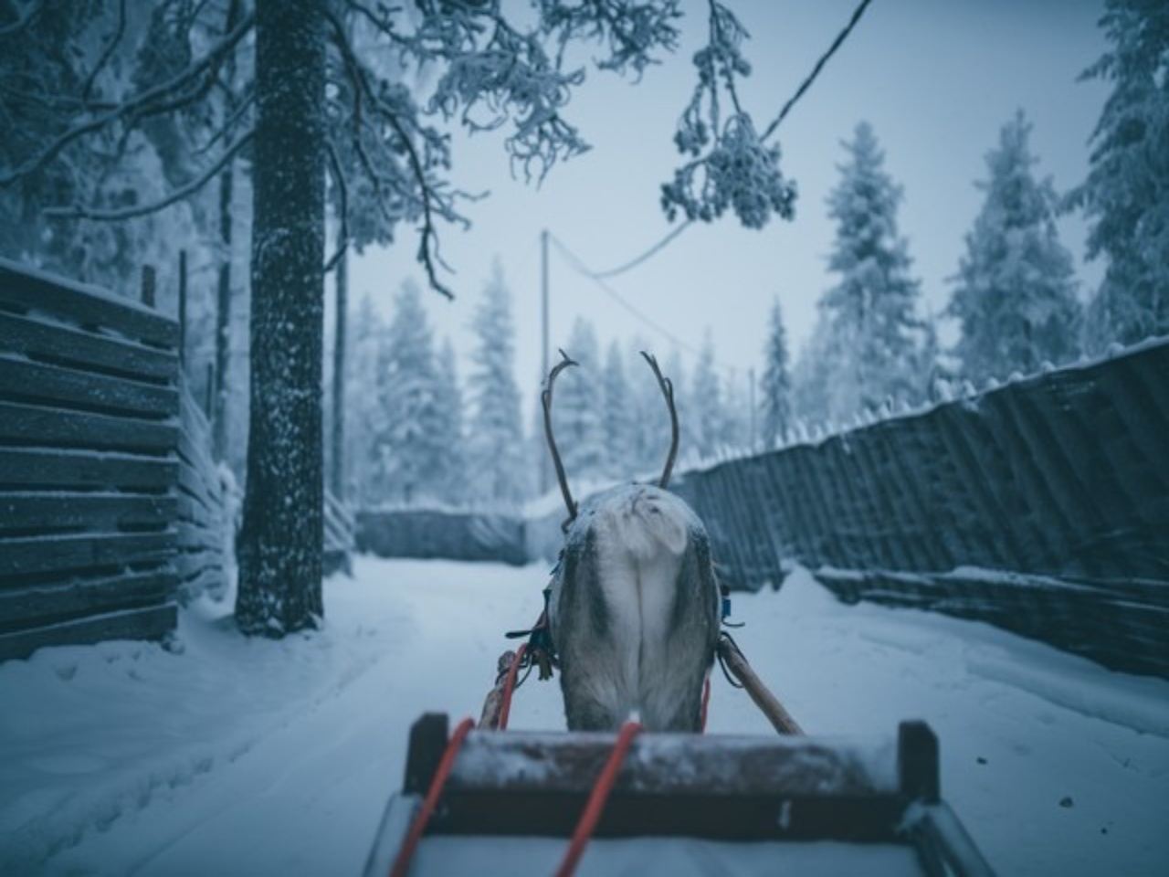 1-day tour to Rovaniemi Reindeer Farm + Short Reindeer Sled Ride Experience in Finland [English-speaking guide]