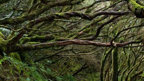 Parque Rural de Anaga: Guided Forest Tour with Wellness Activities