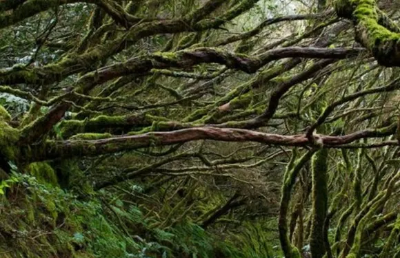 阿納加鄉村公園：森林導賞團連健康活動